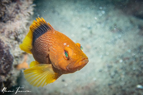 Image of Epinephelus undulatostriatus