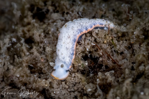 Image of Dermatobranchus sp. 2