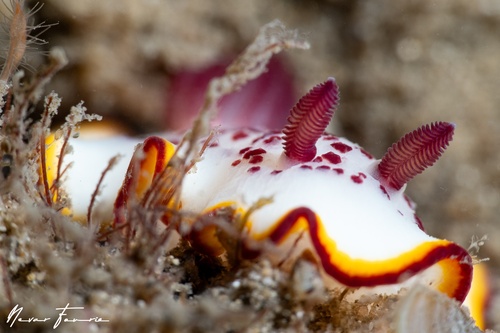 Image of Goniobranchus daphne