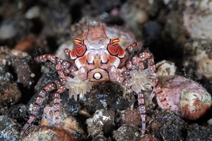 Image of Lybia tessellata