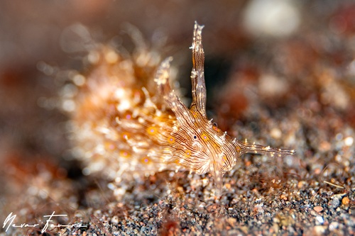 Image of Stylocheilus striatus