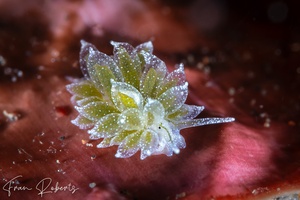 Image of Ercolania sp. 2