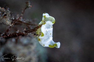 Image of Ascidiophilla alba