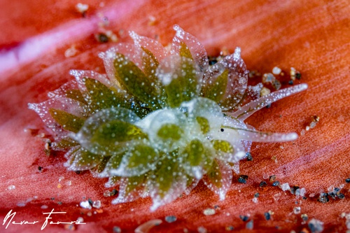 Image of Ercolania sp. 2