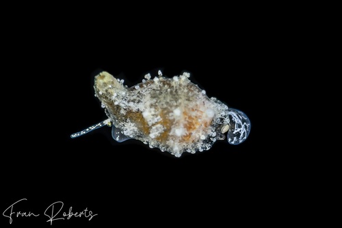 Image of Cypraea sp. 3