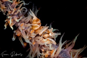 Image of Dasycaris zanzibarica