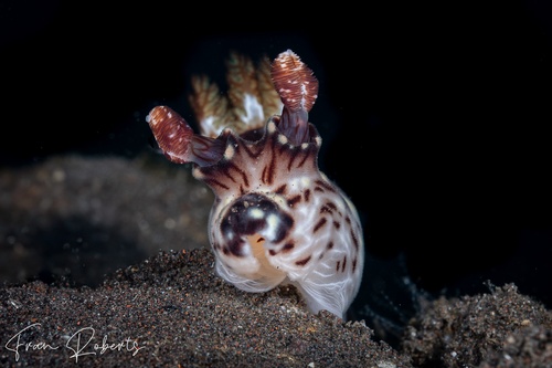 Image of Jorunna rubescens