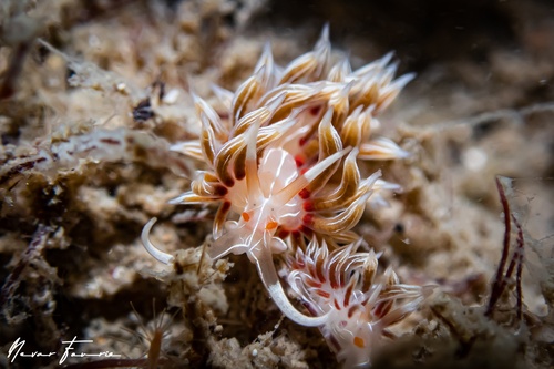 Image of Cratena lineata