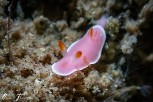 Image of Verconia romeri