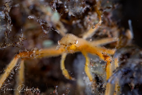 Image of Oncinopus sp. 1