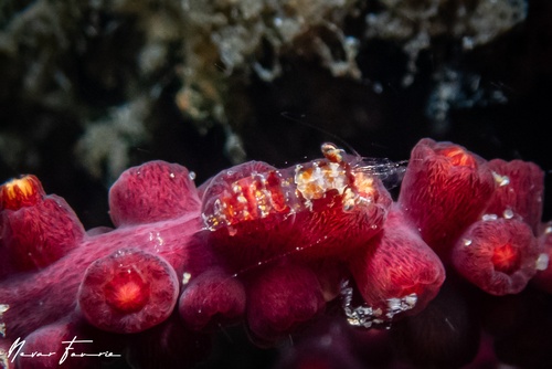 Image of Hamodactylus paraqabai