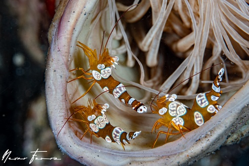 Image of Thor amboinensis