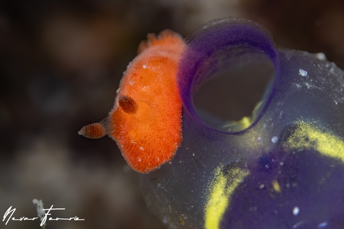 Image of Rostanga arbutus