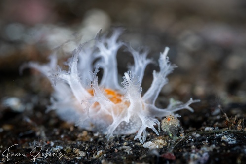 Image of Tritonia sp. 1