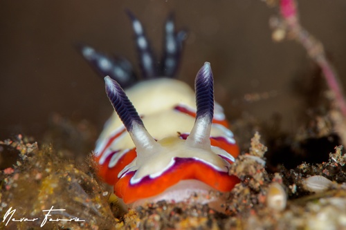 Image of Goniobranchus fidelis