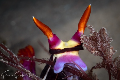 Image of Nembrotha purpureolineata