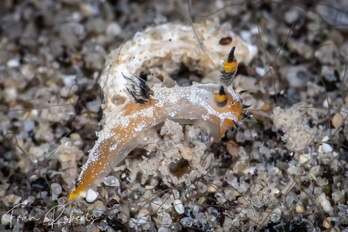 Image of Polycera sp. 1