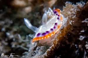 Image of Goniobranchus setoensis