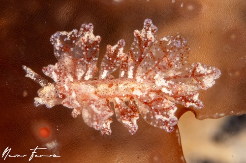 Image of Hermaea evelinemarcusae