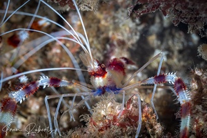Image of Stenopus hispidus