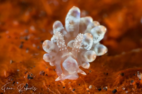 Image of Baeolidia salaamica