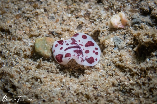 Image of Eurylepta sp. 1