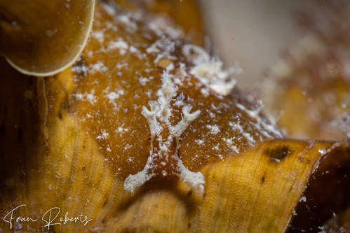 Image of Phyllaplysia lafonti