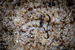Image of Cerberilla sp. 1