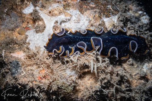 Image of Pseudobiceros uniarborensis