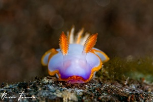 Image of Thorunna sp. 3