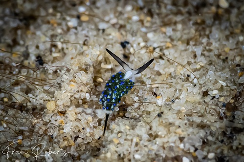 Image of Costasiella sp. 2