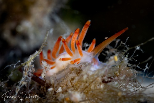 Image of Tenellia sp. 1