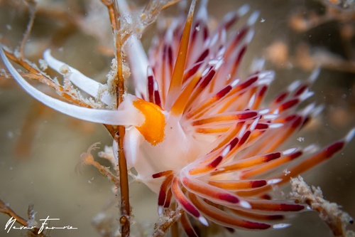 Image of Cratena pawarshindeorum