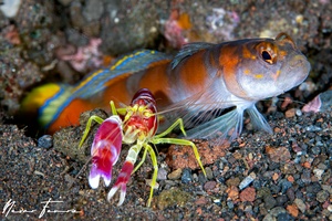 Image of Alpheus randalli
