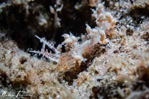 Image of Cratena sp. 1