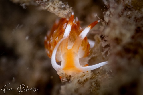 Image of Sakuraeolis nungunoides