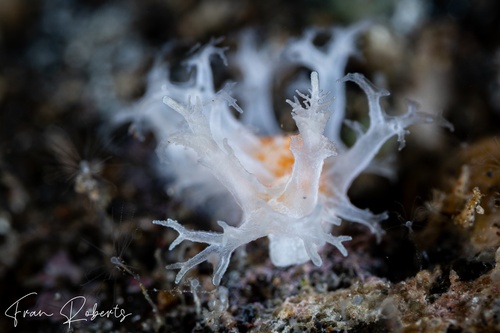 Image of Tritonia sp. 1