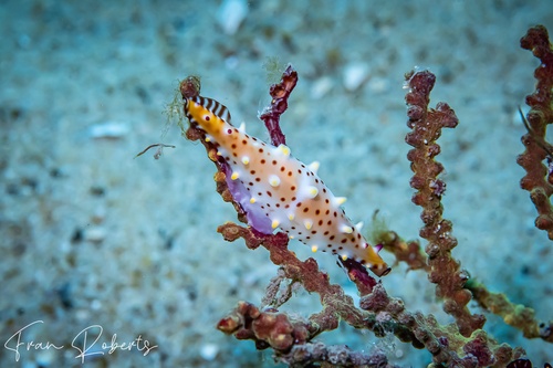 Image of Phenacovolva rosea