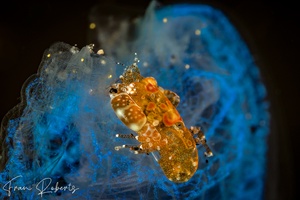 Image of Odontonia katoi
