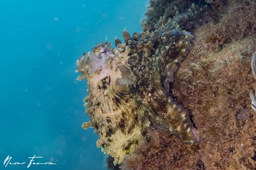 Image of Octopus cyanea