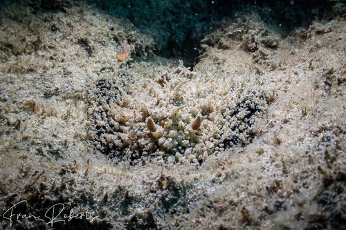 Image of Thordisa villosa