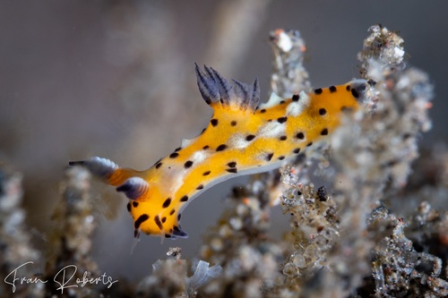 Image of Polycera abei