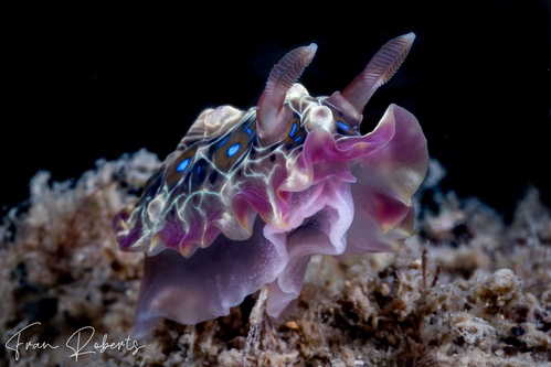 Image of Dendrodoris denisoni