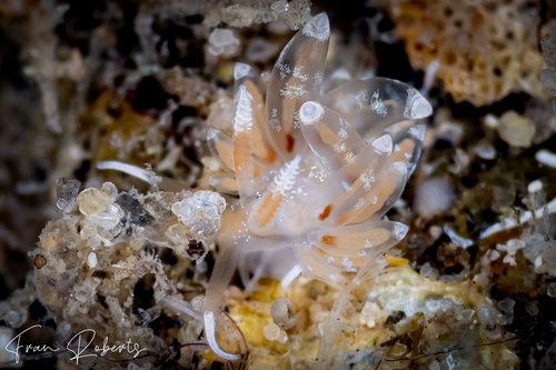 Image of Pruvotfolia sp. 1