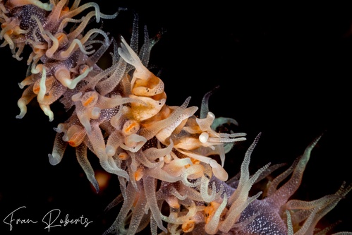 Image of Dasycaris zanzibarica