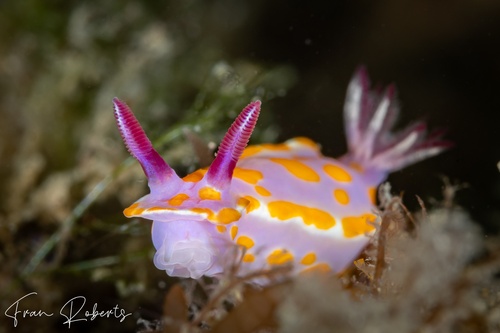 Image of Ceratosoma amoenum