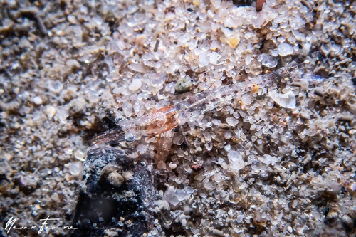 Image of Unidentified Shrimp sp. 15