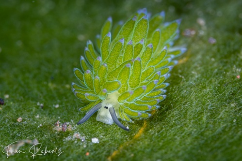 Image of Costasiella sp. 3