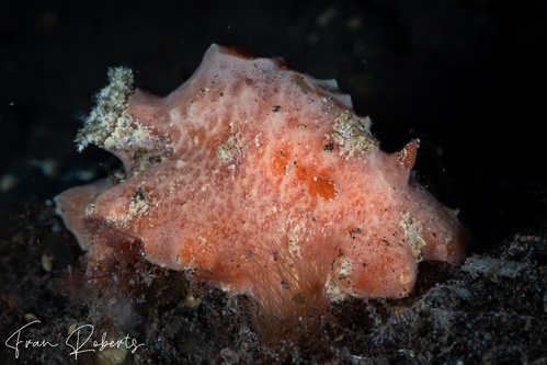 Image of Sclerodoris tuberculata