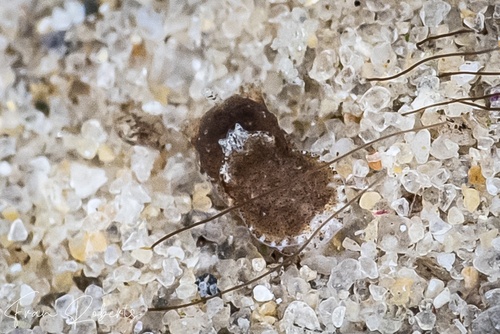 Image of Niparaya sp. 12